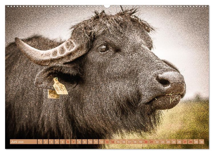 Produktbild: Mutterk&uuml;he (Wandkalender 2026 DIN A2 quer), CALVENDO Monatskalender