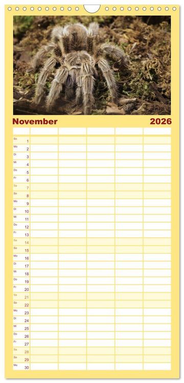 Produktbild: Familienplaner 2026 - Vogelspinnen mit 5 Spalten (Wandkalender, 21 x 45 cm) CALVENDO
