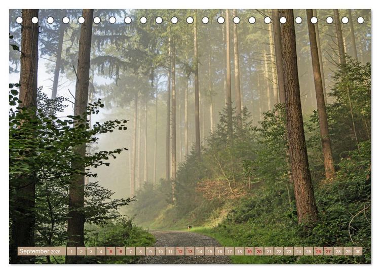 Produktbild: Der Wald - Ort der Ruhe und Besinnung (Tischkalender 2026 DIN A5 quer), CALVENDO Monatskalender
