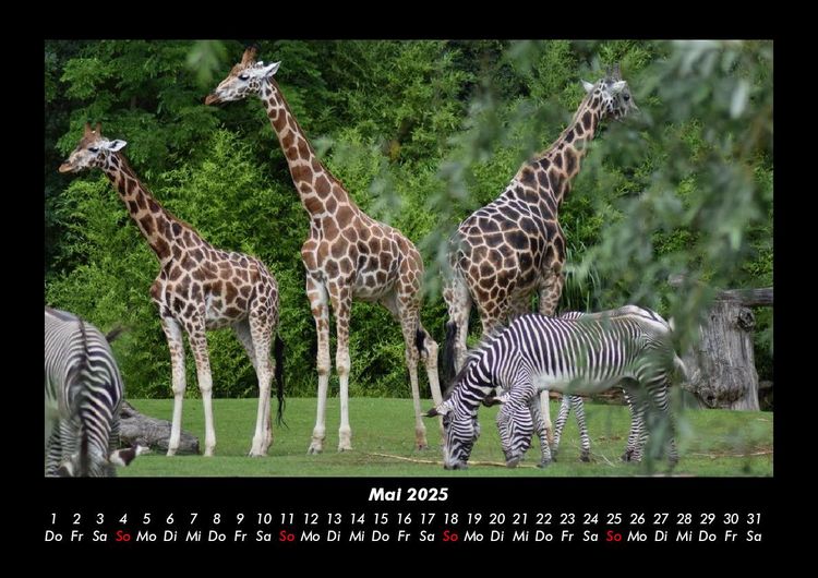 Produktbild: Giraffen 2025 Fotokalender DIN A3