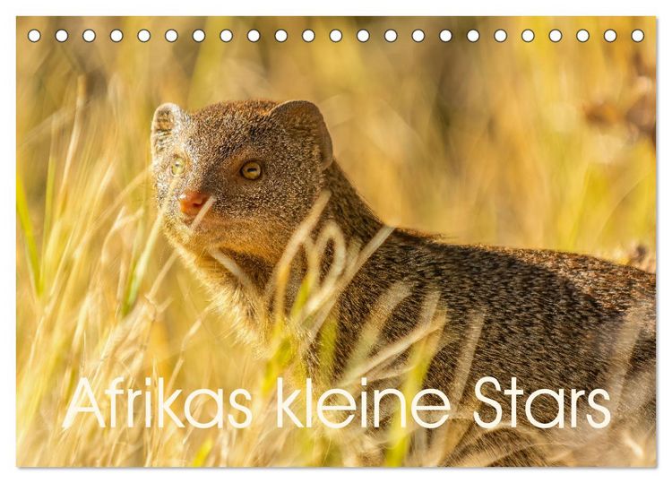 Produktbild: Afrikas kleine Stars (Tischkalender 2026 DIN A5 quer), CALVENDO Monatskalender