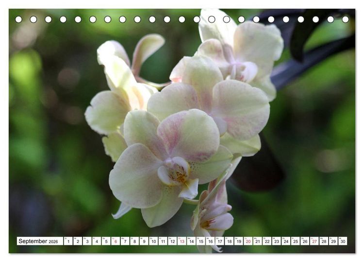 Produktbild: Prachtvolle Orchideen (Tischkalender 2026 DIN A5 quer), CALVENDO Monatskalender
