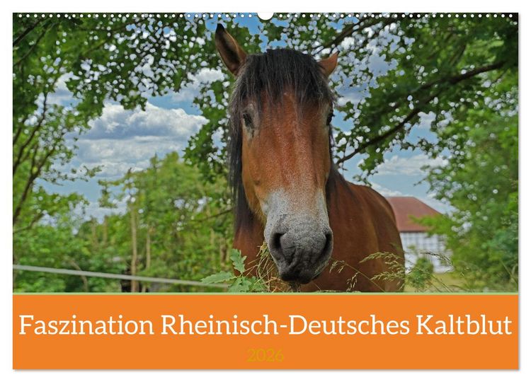Produktbild: Faszination Rheinisch-Deutsches Kaltblut (Wandkalender 2026 DIN A2 quer), CALVENDO Monatskalender