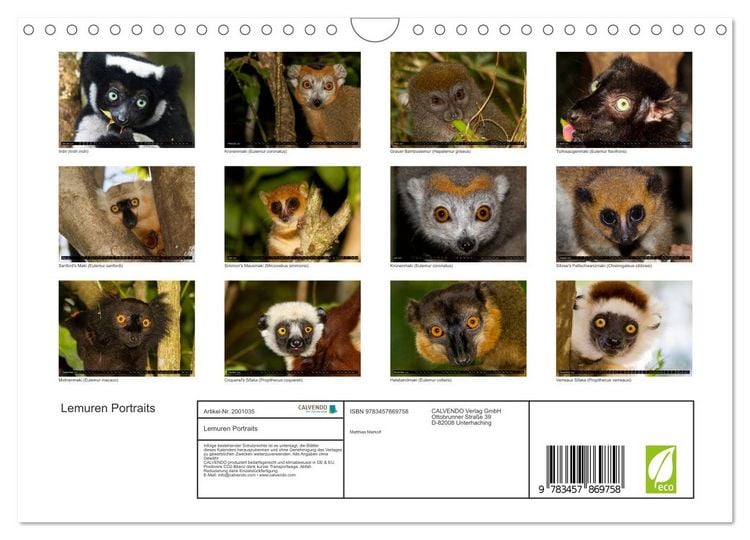 Produktbild: Lemuren Portraits (Wandkalender 2026 DIN A4 quer), CALVENDO Monatskalender