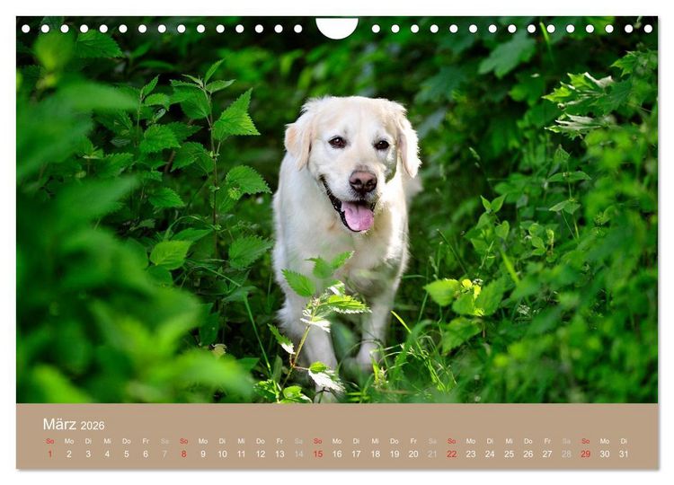 Produktbild: Golden Retriever (Wandkalender 2026 DIN A4 quer), CALVENDO Monatskalender