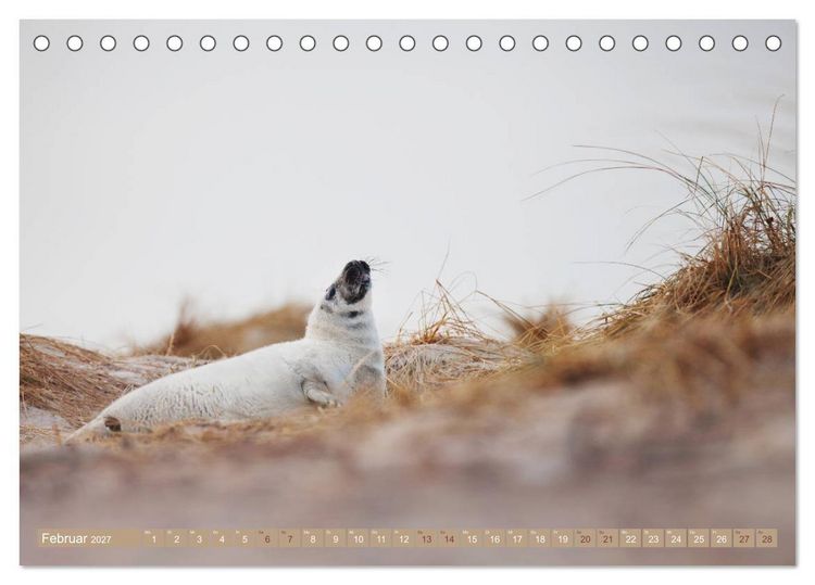 Produktbild: Kegelrobben - Die Kegelrobben von Helgoland (Tischkalender 2027 DIN A5 quer), CALVENDO Monatskalender