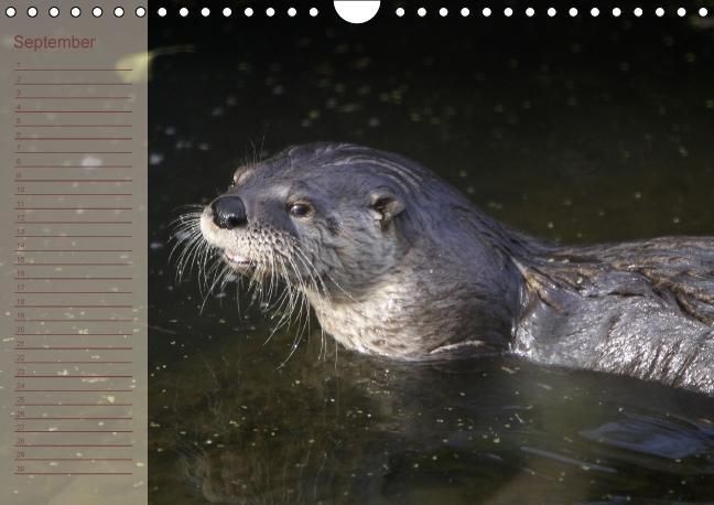 Produktbild: Fischotter Geburtstagskalender (Wandkalender immerw&auml;hrend DIN A4 quer)