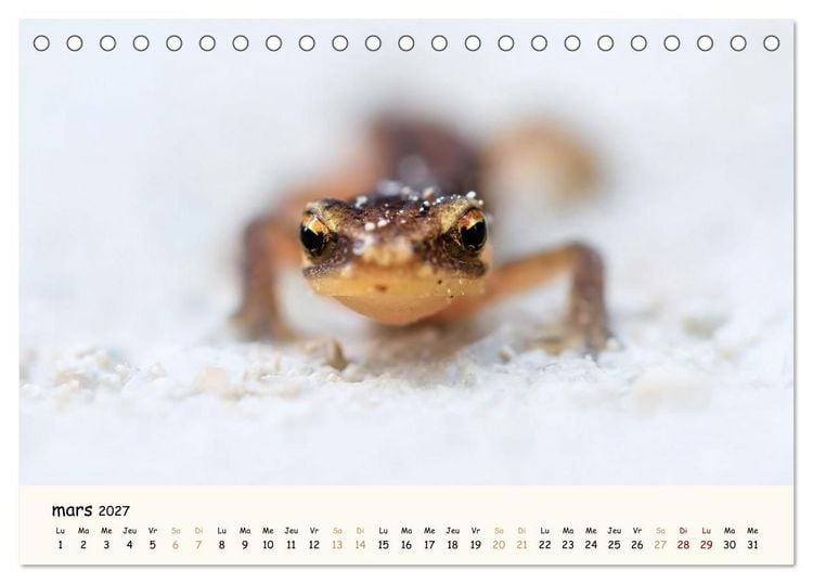Produktbild: Esprit animal - Regards minimalistes (Calendrier de bureau 2027 DIN A5 vertical), CALVENDO calendrier mensuel
