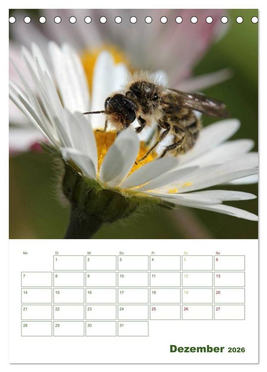 Produktbild: Bienen-Terminplaner 2026 (Tischkalender 2026 DIN A5 hoch), CALVENDO Monatskalender