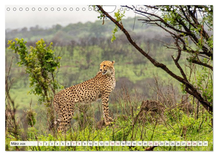 Produktbild: S&uuml;dafrika - Landschaft voller Vielfalt und Sch&ouml;nheit (Wandkalender 2026 DIN A4 quer), CALVENDO Monatskalender