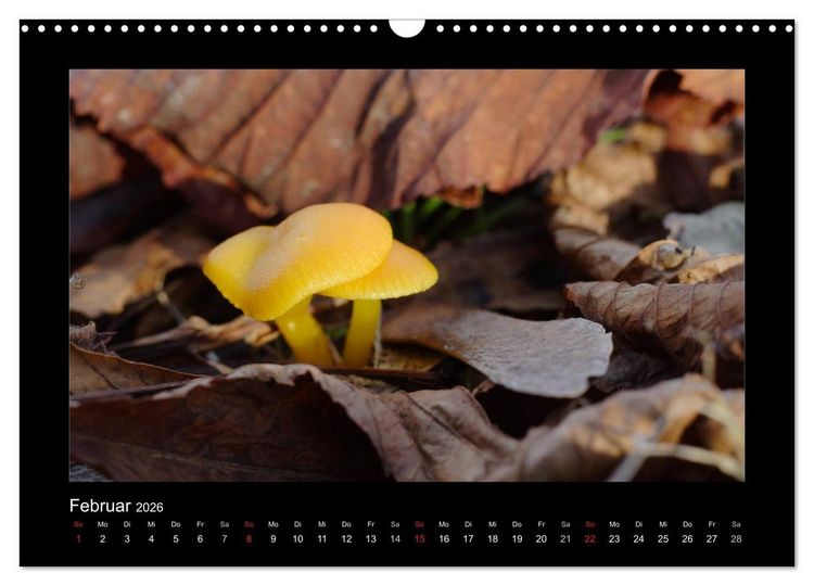 Produktbild: Pilze (Wandkalender 2026 DIN A3 quer), CALVENDO Monatskalender