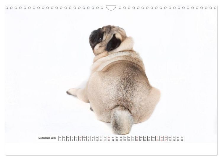 Produktbild: Mops - unwiderstehlich und charmant (Wandkalender 2026 DIN A3 quer), CALVENDO Monatskalender