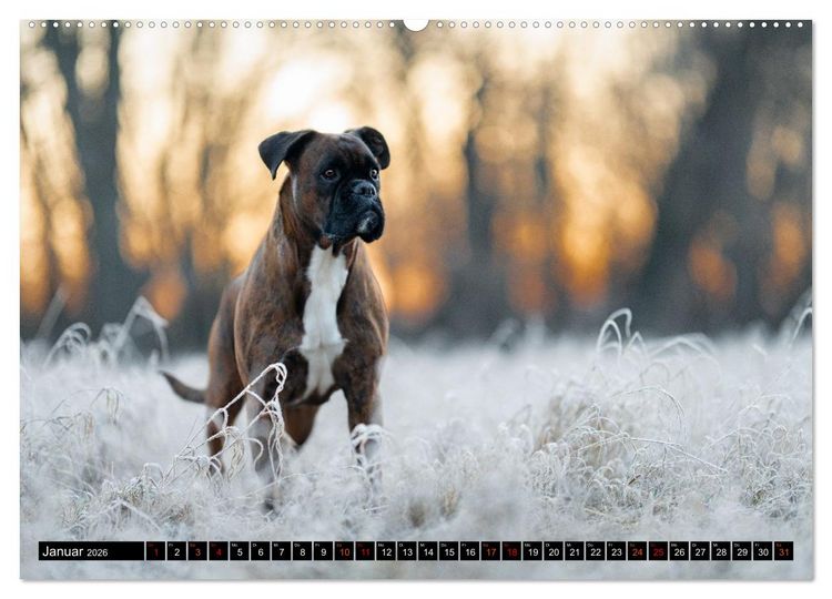 Produktbild: K&auml;the - ein Boxer mit Charme (hochwertiger Premium Wandkalender 2026 DIN A2 quer), Kunstdruck in Hochglanz