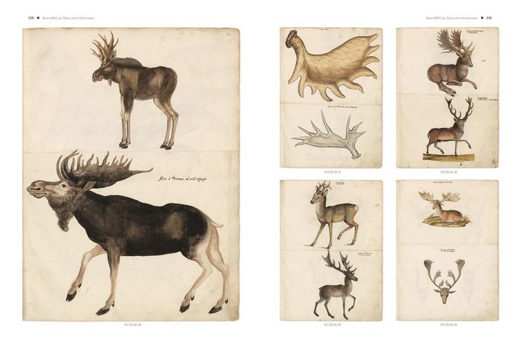 Produktbild: Conrad Gessners Thierbuch