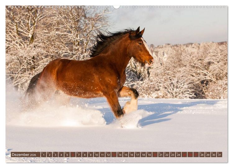 Produktbild: Kaltbl&uuml;ter - Schwere Pferde mit Charme (hochwertiger Premium Wandkalender 2026 DIN A2 quer), Kunstdruck in Hochglanz