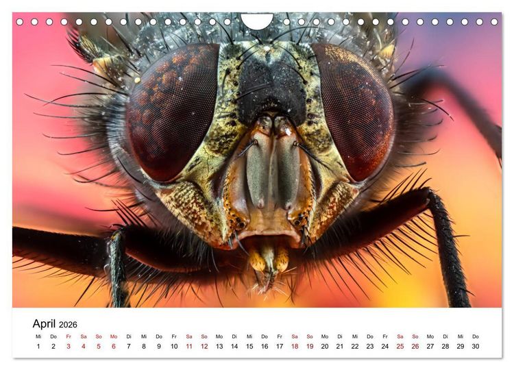 Produktbild: Oberbayerischer Insekten Kalender (Wandkalender 2026 DIN A4 quer), CALVENDO Monatskalender