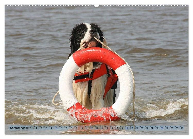 Produktbild: Landseer - Das Wasser ist ihr Element (Wandkalender 2027 DIN A2 quer), CALVENDO Monatskalender