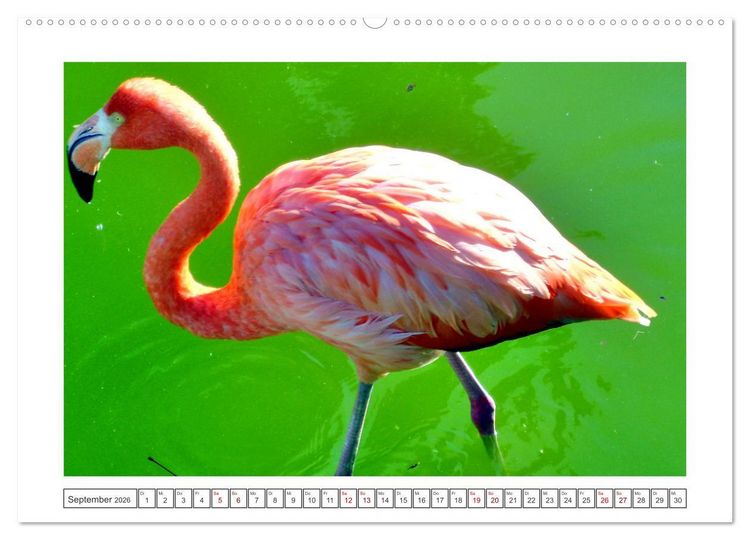 Produktbild: Pretty Flamingos in Cuba (hochwertiger Premium Wandkalender 2026 DIN A2 quer), Kunstdruck in Hochglanz