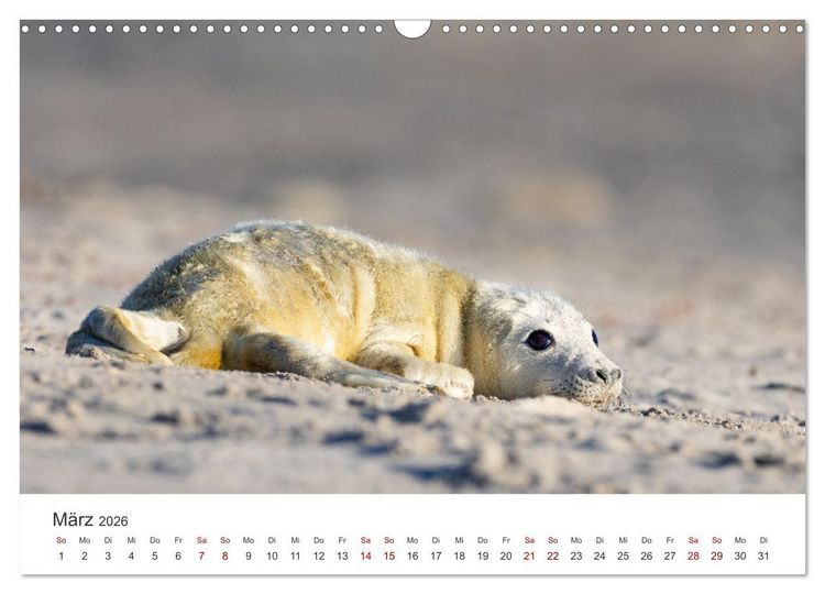 Produktbild: Junge Kegelrobben (Wandkalender 2026 DIN A3 quer), CALVENDO Monatskalender
