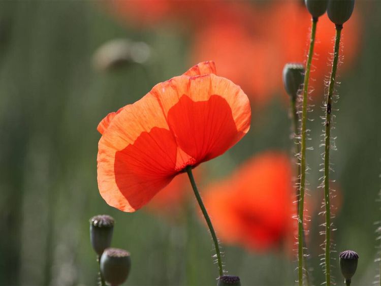 Produktbild: CALVENDO Puzzle Mohnblumen | 1000 Teile Lege-Gr&ouml;&szlig;e 64x48cm Foto-Puzzle f&uuml;r gl&uuml;ckliche Stunden