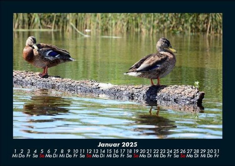 Produktbild: Enten 2025 Fotokalender DIN A5