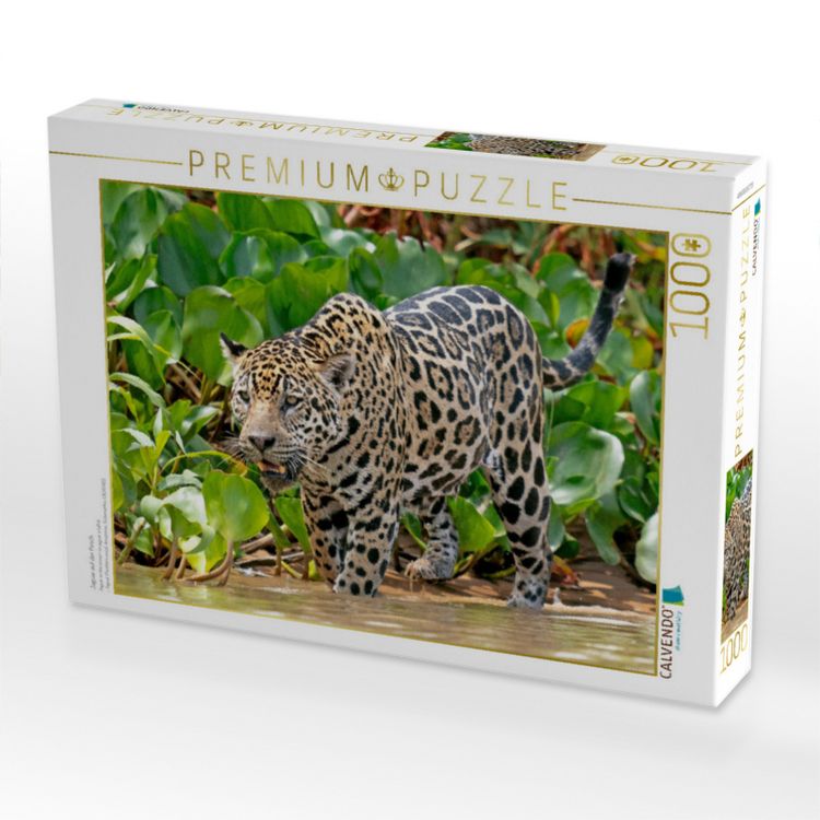 Produktbild: CALVENDO Puzzle Jaguar auf der Pirsch | 1000 Teile Lege-Gr&ouml;&szlig;e 64x48cm Foto-Puzzle f&uuml;r gl&uuml;ckliche Stunden