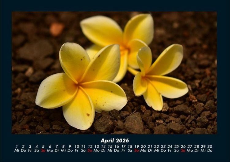 Produktbild: Blumenzauber 2026 Fotokalender DIN A4