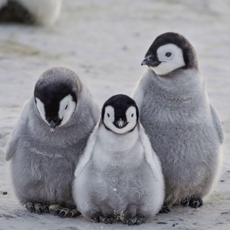 Produktbild: Tierbabys / Baby Animals 2027