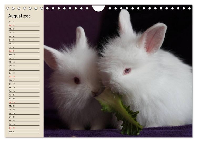 Produktbild: Kaninchen und Hasen (Wandkalender 2026 DIN A4 quer), CALVENDO Monatskalender