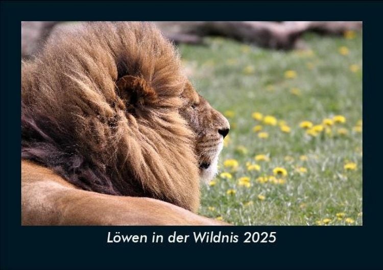 Produktbild: L&ouml;wen in der Wildnis 2025 Fotokalender DIN A5