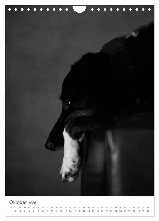 Produktbild: Fine Art Hundeportraits (Wandkalender 2026 DIN A4 hoch), CALVENDO Monatskalender