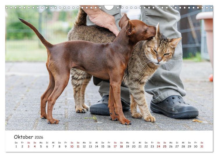 Produktbild: Zwergpinscher Sally&lsquo;s erstes Jahr (Wandkalender 2026 DIN A3 quer), CALVENDO Monatskalender