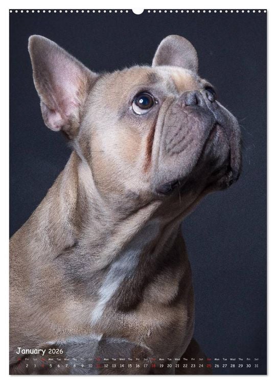 Produktbild: Dogs in Style (High Quality Premium Wall Calendar 2026 DIN A2 portrait),CALVENDO 12 Month Wall Calendar