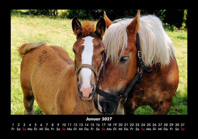 Produktbild: Pferde Kalender 2027 Fotokalender DIN A3