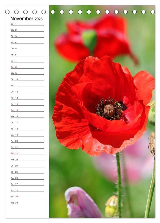 Produktbild: Mohn, zarte Bl&uuml;ten, starke Farben, der Geburtstagskalender (Tischkalender 2026 DIN A5 hoch), CALVENDO Monatskalender