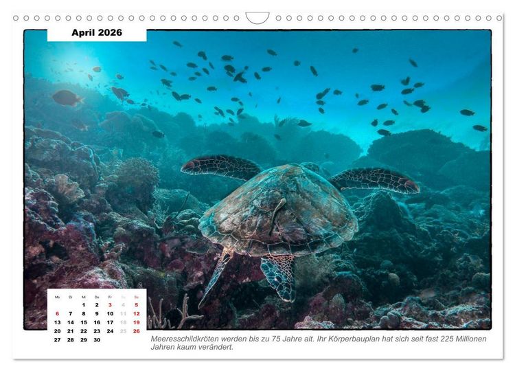 Produktbild: Meeresschildkr&ouml;ten, die Nomaden der Meere (Wandkalender 2026 DIN A3 quer), CALVENDO Monatskalender