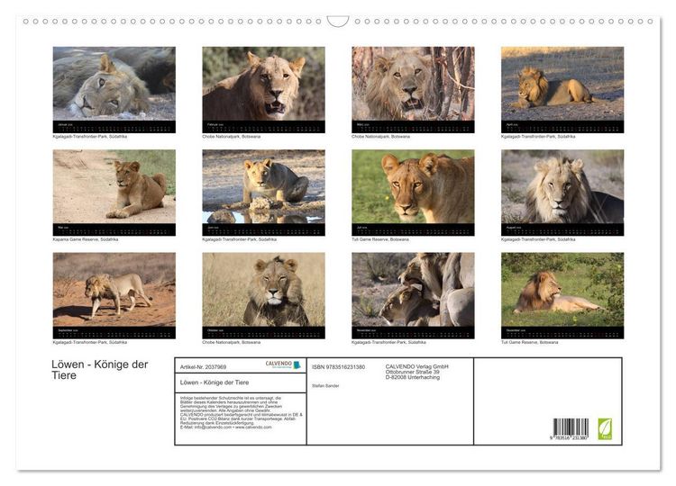 Produktbild: L&ouml;wen - K&ouml;nige der Tiere (Wandkalender 2026 DIN A2 quer), CALVENDO Monatskalender
