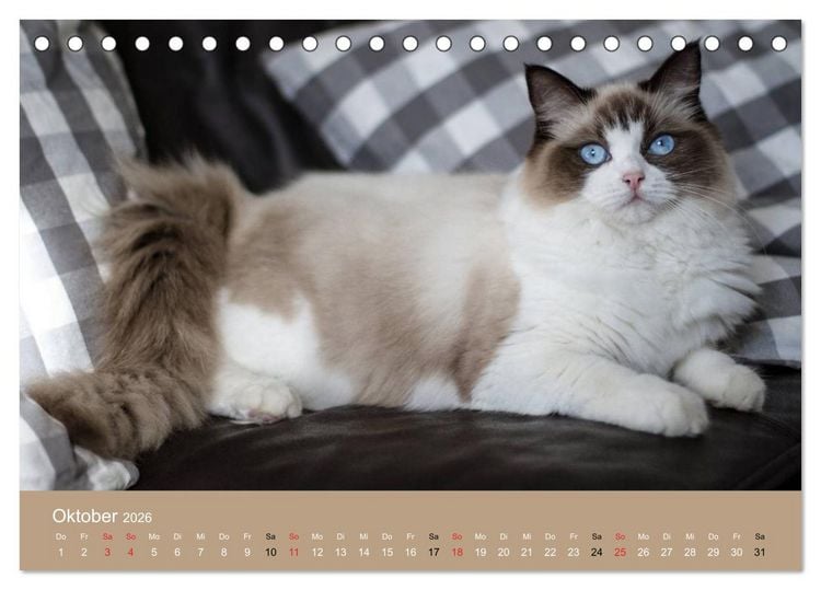 Produktbild: Verliebt in Ragdolls ... die sanfte Katzenrasse (Tischkalender 2026 DIN A5 quer), CALVENDO Monatskalender