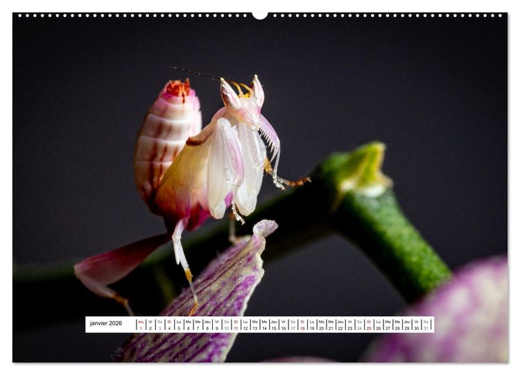 Produktbild: Chasseresses mystiques (Calendrier mural 2026 DIN A2 vertical) calendrier de bureau