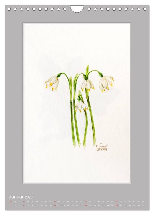 Produktbild: Alpenblumen Aquarelle aus Tirol (Wandkalender 2026 DIN A4 hoch), CALVENDO Monatskalender
