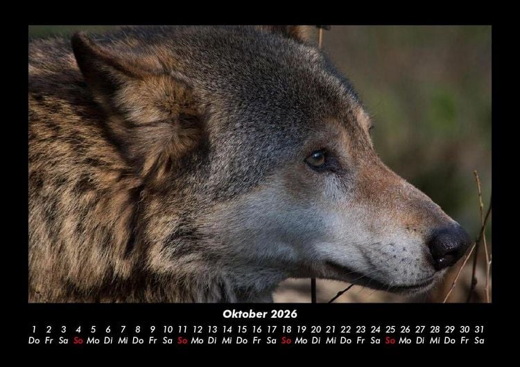 Produktbild: Welt der Tiere 2026 Fotokalender DIN A3