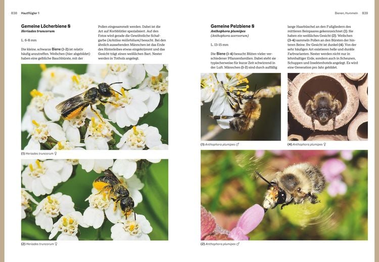 Produktbild: Das gro&szlig;e BLV Handbuch Insekten