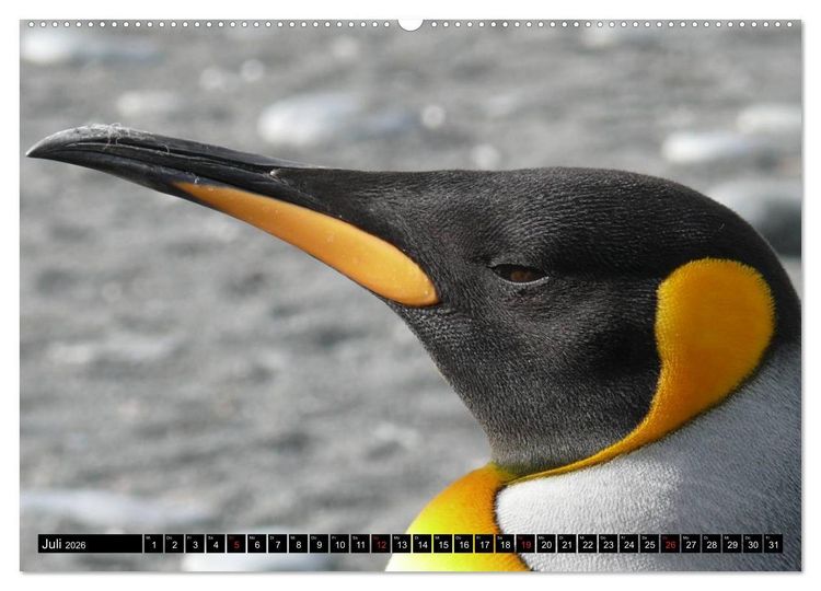 Produktbild: Pinguine - Watscheln im festlichen Kleid (Wandkalender 2026 DIN A2 quer), CALVENDO Monatskalender