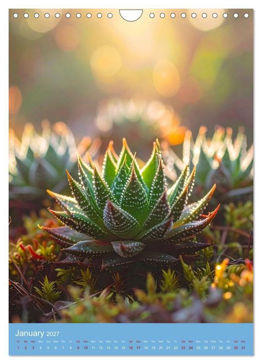 Produktbild: Succulents in Many Shapes (Wall Calendar 2027 DIN A4 portrait), CALVENDO 12 Month Wall Calendar
