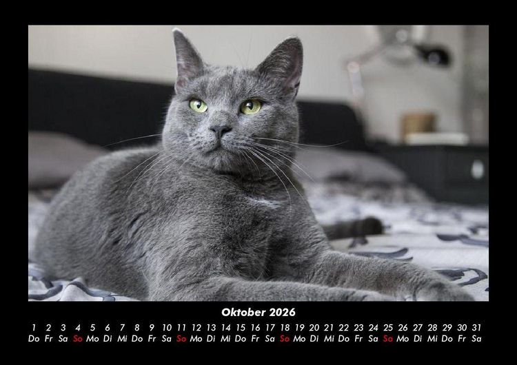 Produktbild: Katzen 2026 Fotokalender DIN A3