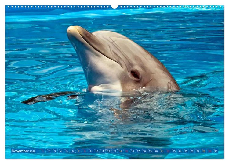 Produktbild: Delfine - elegant und intelligent (hochwertiger Premium Wandkalender 2026 DIN A2 quer), Kunstdruck in Hochglanz