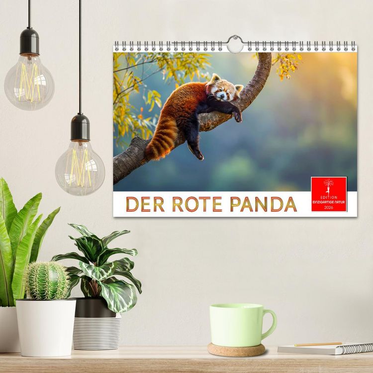 Produktbild: Der Rote Panda (Wandkalender 2026 DIN A4 quer), CALVENDO Monatskalender