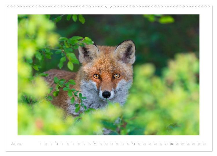 Produktbild: Der Rotfuchs (hochwertiger Premium Wandkalender 2027 DIN A2 quer), Kunstdruck in Hochglanz