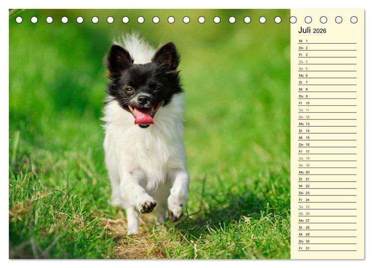Produktbild: Chihuahua - Kleine Hunde ganz gro&szlig; (Tischkalender 2026 DIN A5 quer), CALVENDO Monatskalender