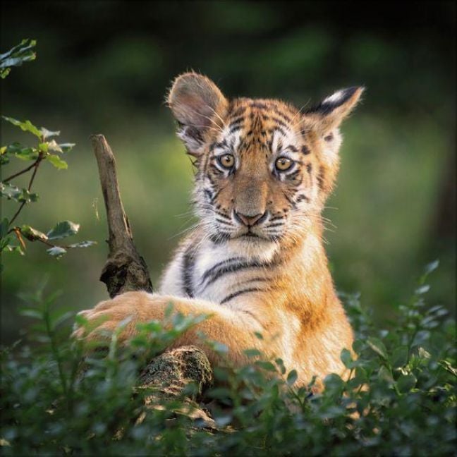 Produktbild: Big Cats 2027